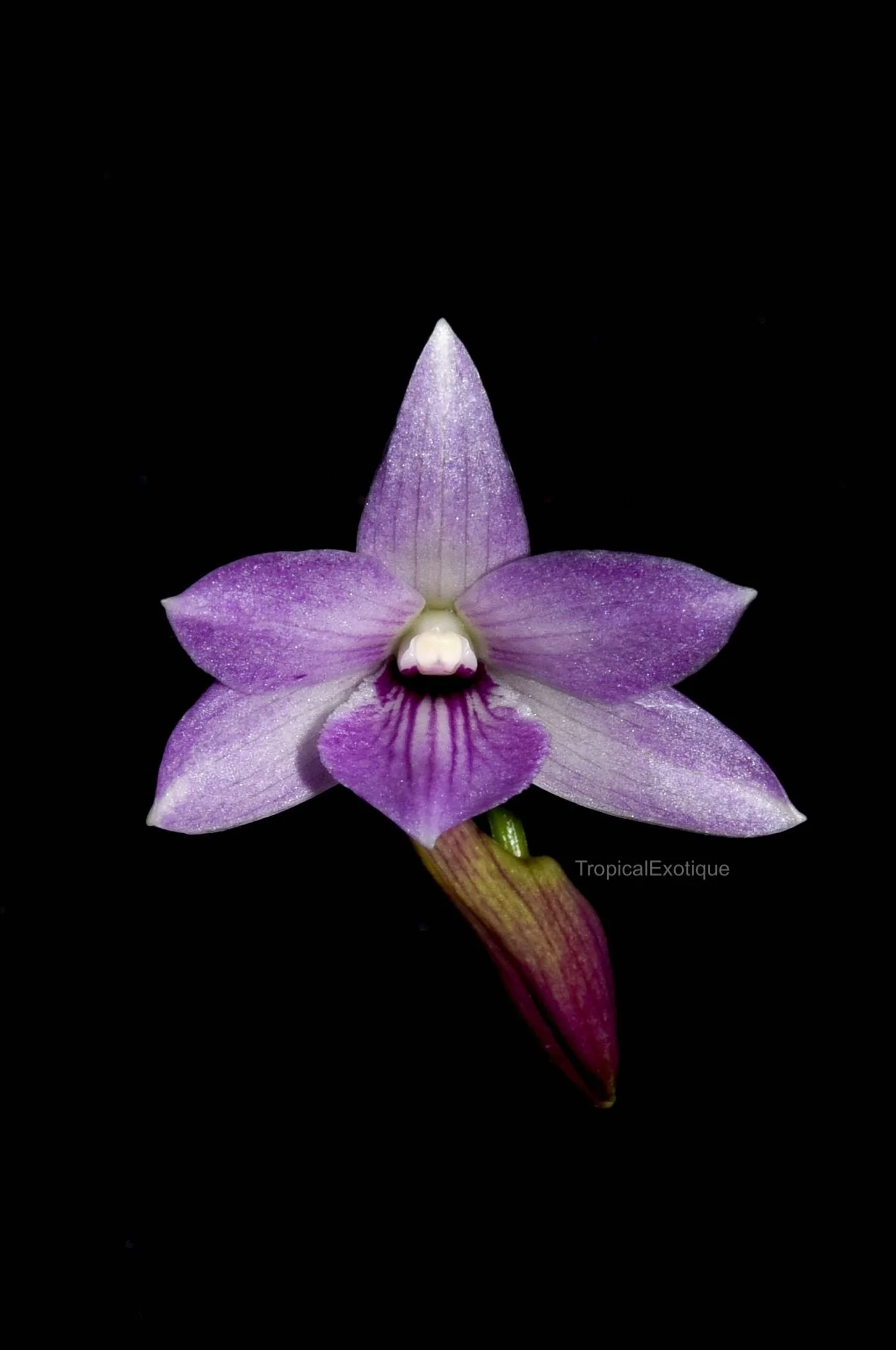 Dendrobium victoriae-reginae x Dendrobium bossii — TropicalExotique